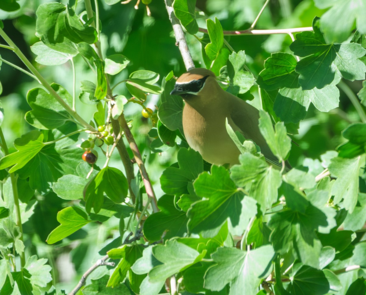 Cedar Waxwing - ML619973290