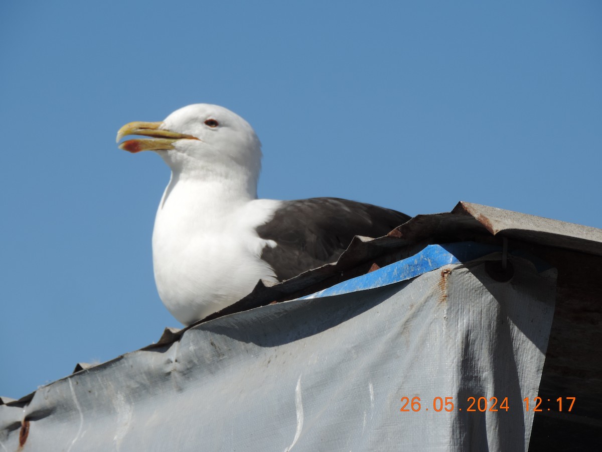 Kelp Gull - ML619973320