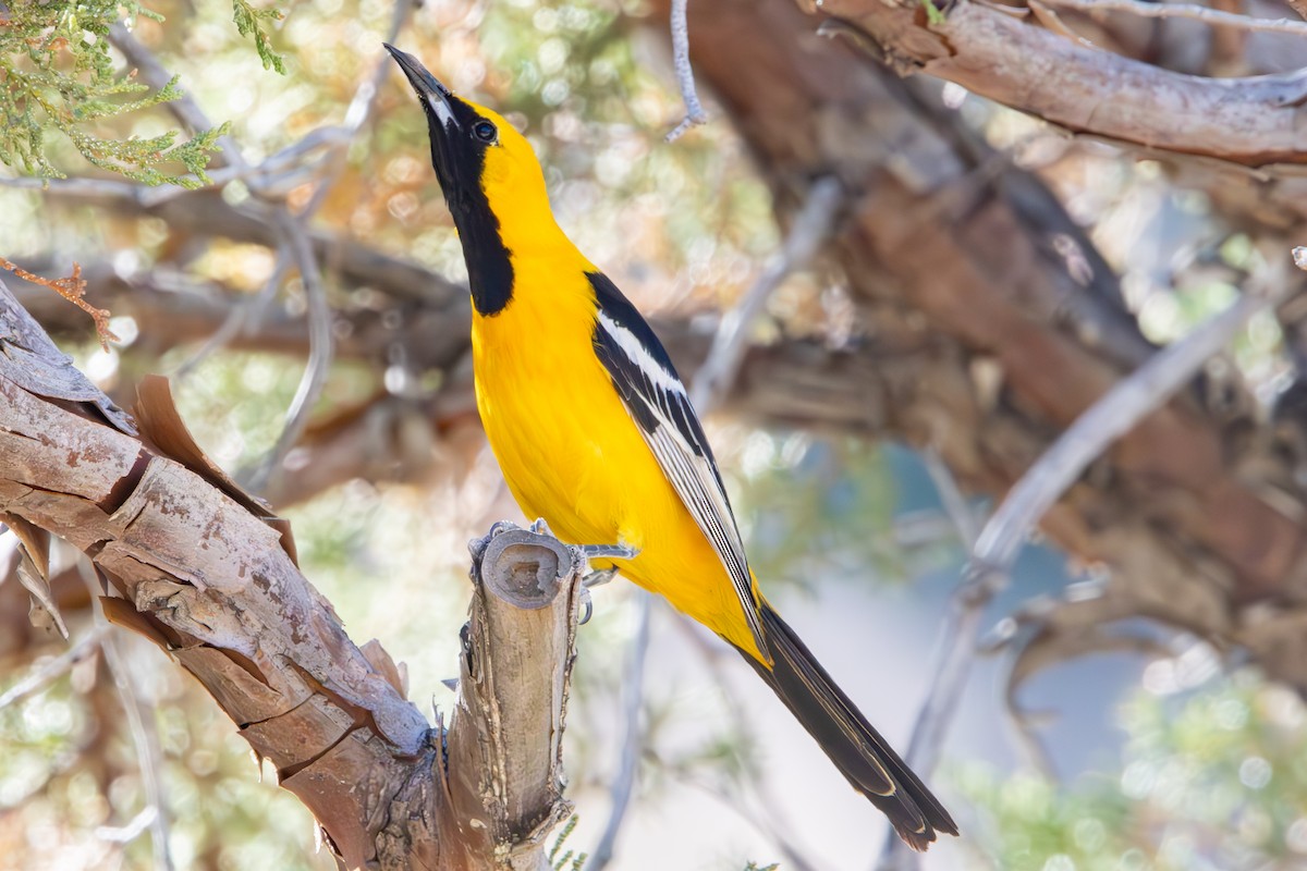 Hooded Oriole - ML619973327