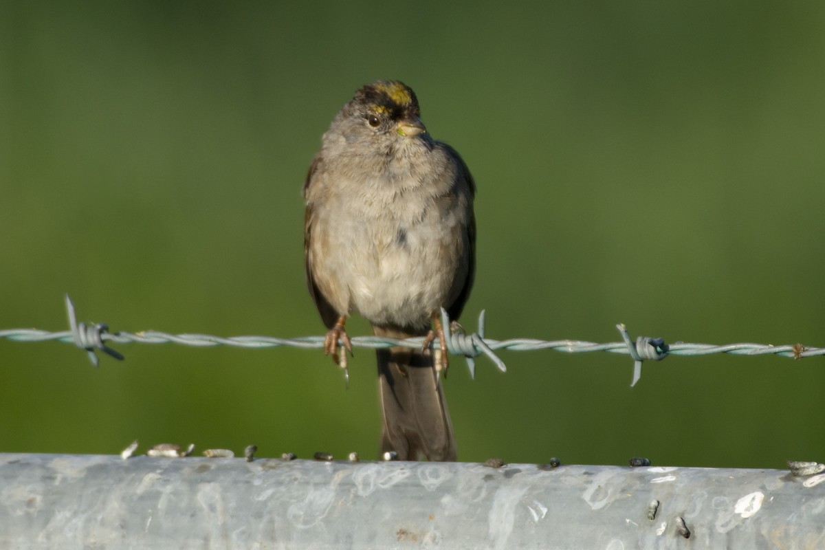 Golden-crowned Sparrow - ML619973331
