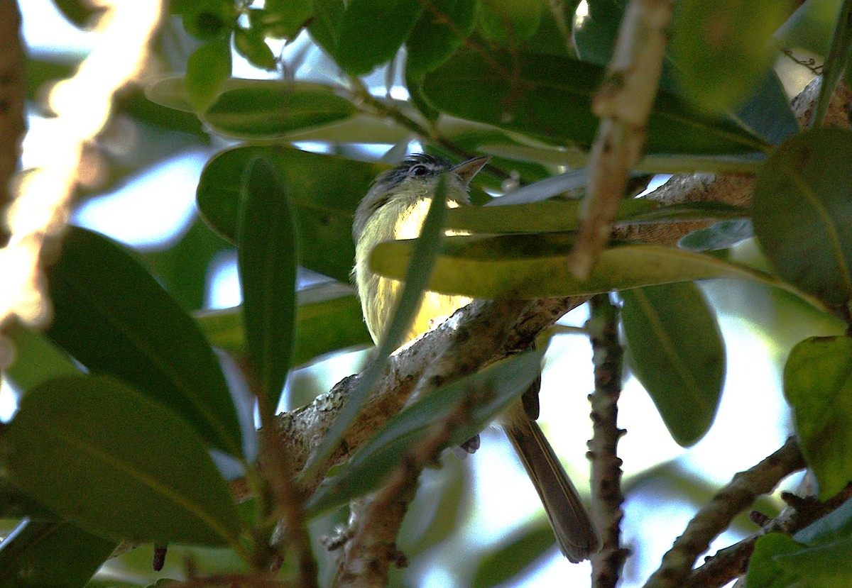 Yellow-olive Flatbill - ML619973332