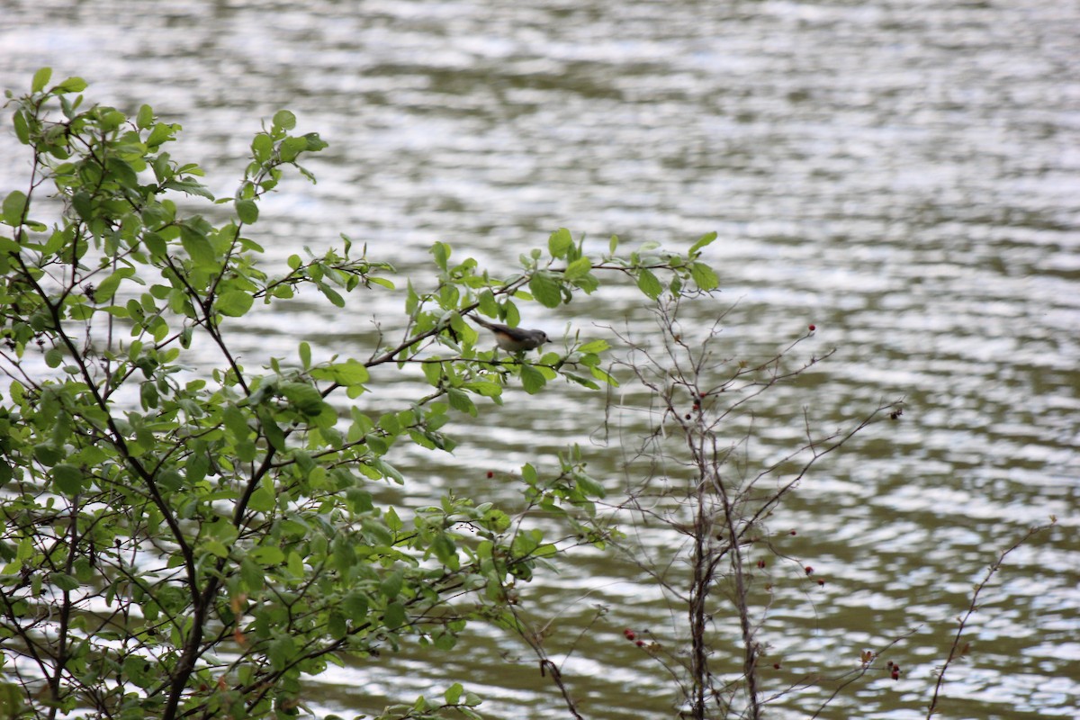 Tufted Titmouse - ML619973347