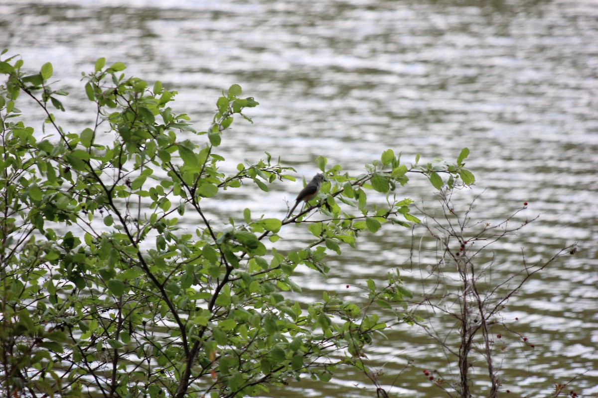 Tufted Titmouse - ML619973348