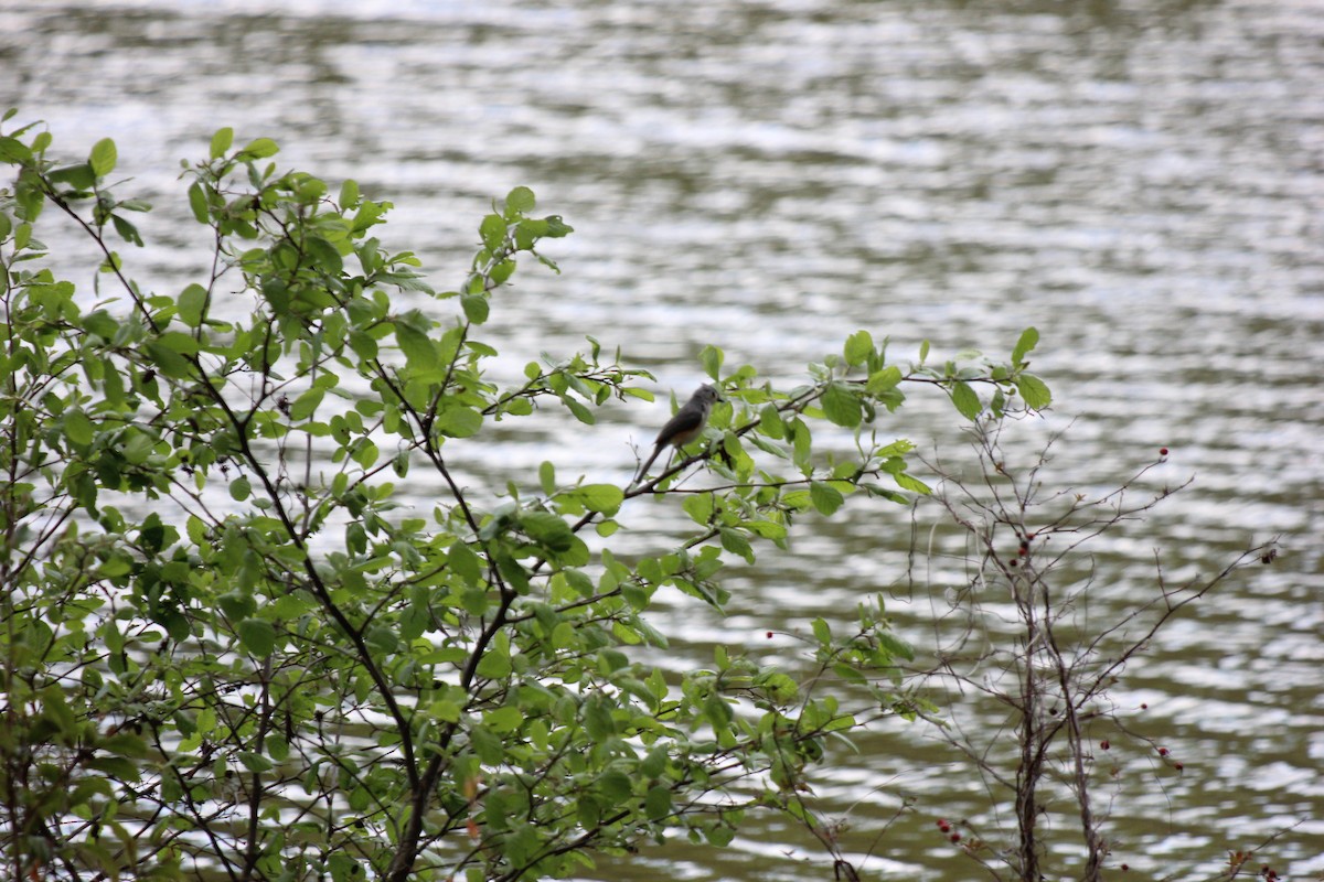 Mésange bicolore - ML619973348