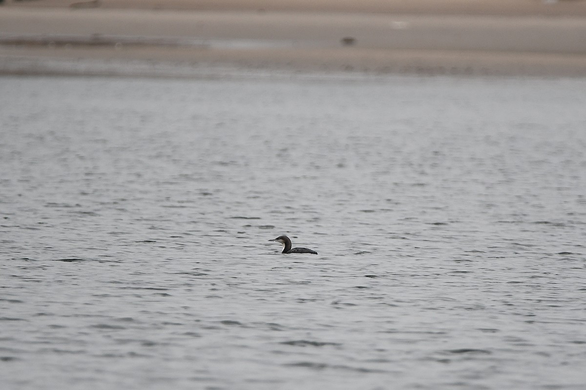 Pacific Loon - Ari Weiss