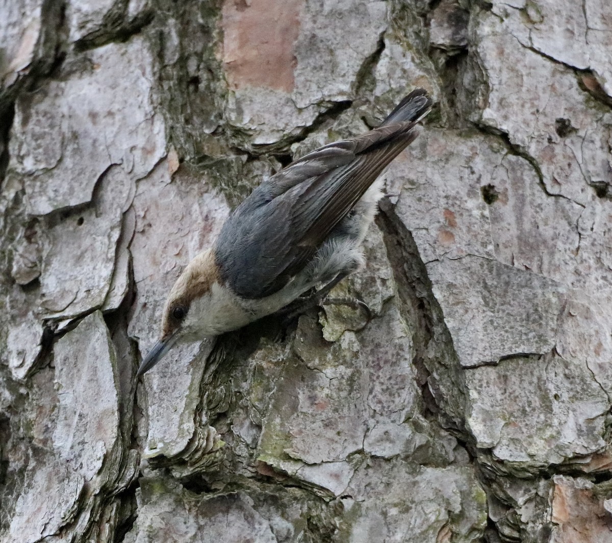 Brown-headed Nuthatch - ML619973372