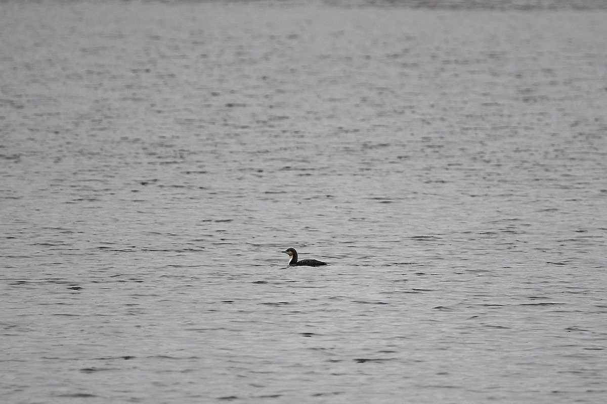 Pacific Loon - Ari Weiss