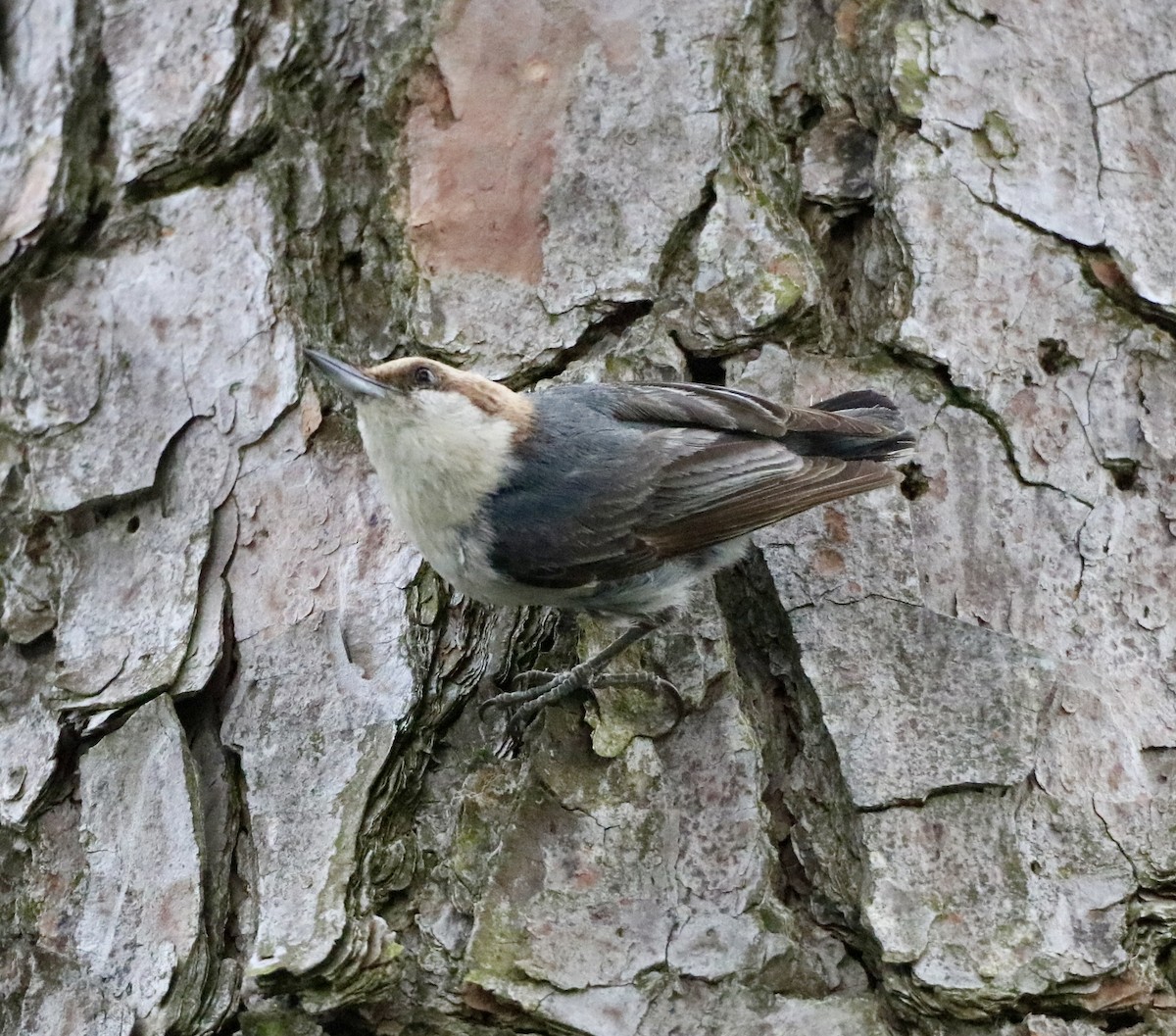 Brown-headed Nuthatch - ML619973385