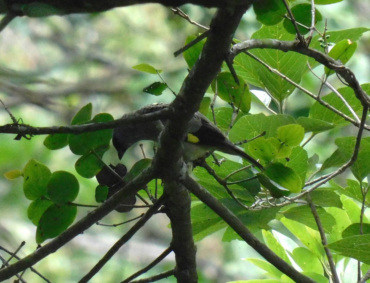 Yellow-winged Tanager - ML619973425