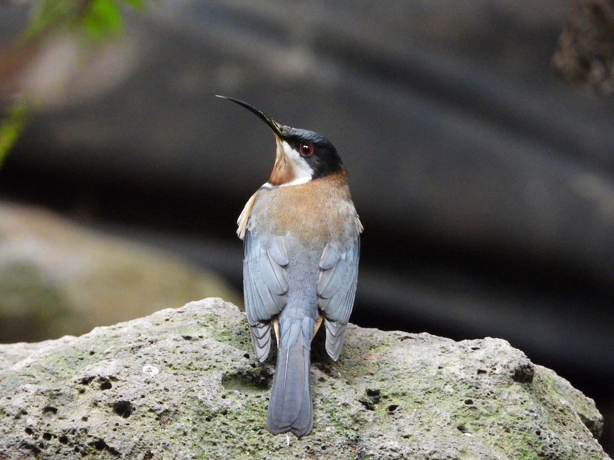 Eastern Spinebill - ML619973430