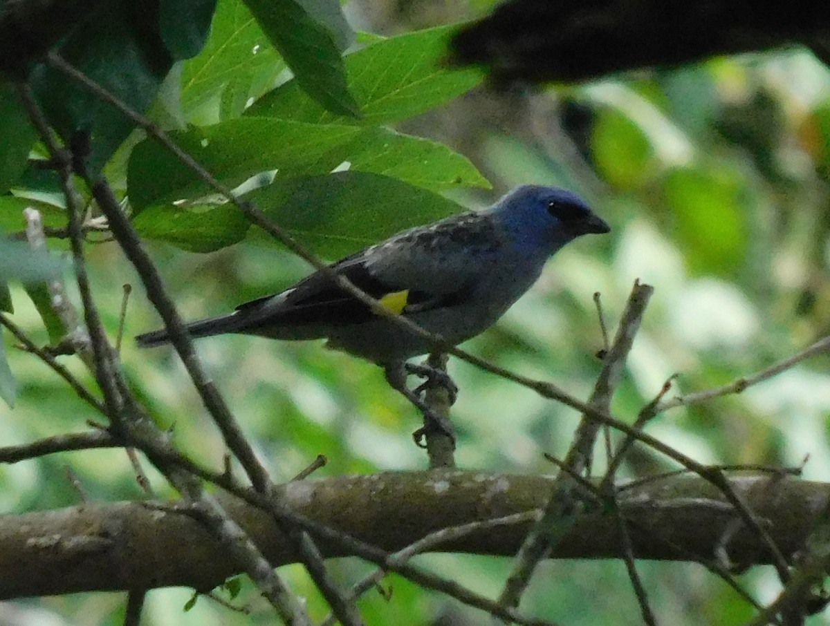 Yellow-winged Tanager - ML619973433