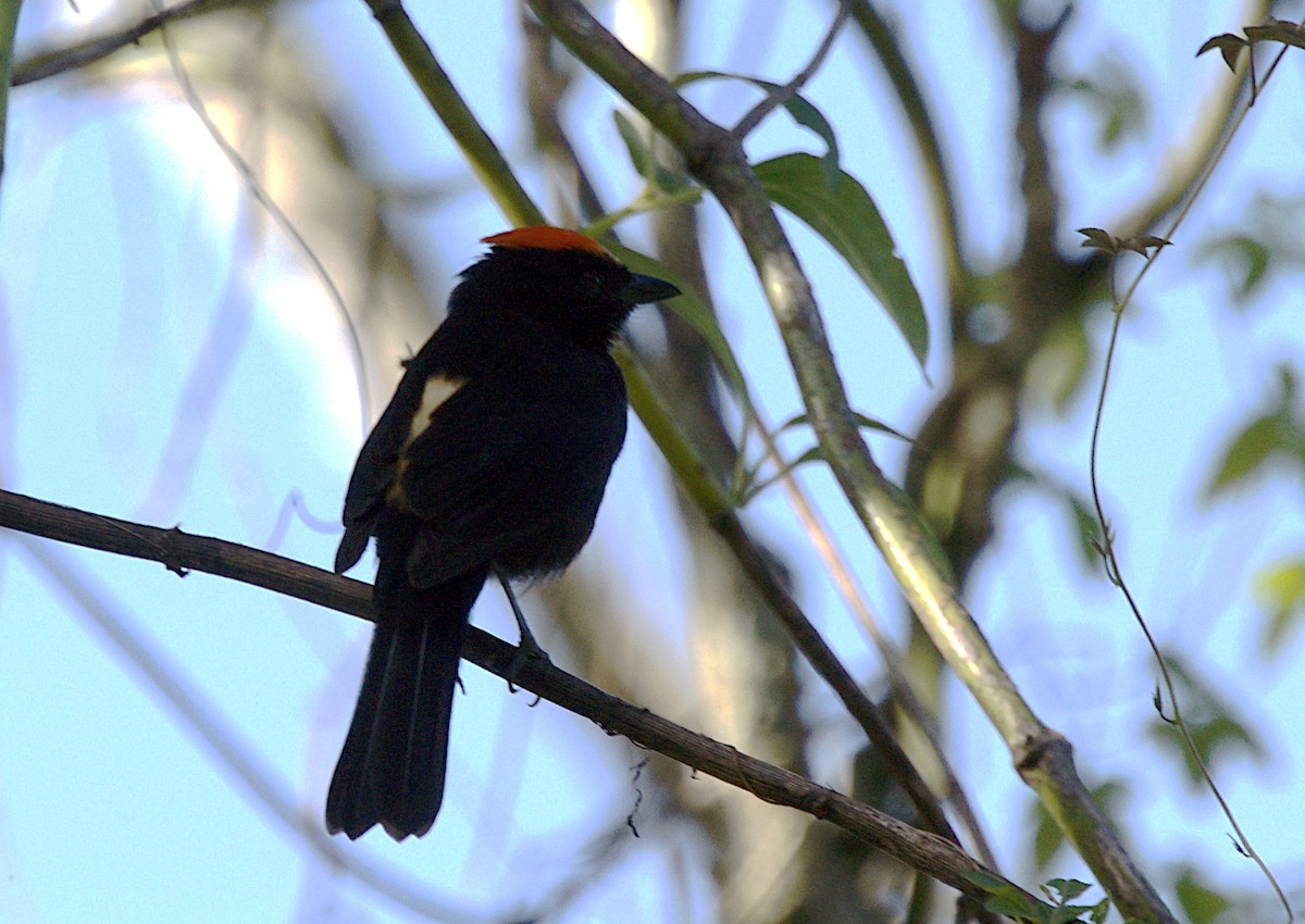 Flame-crested Tanager (Flame-crested) - ML619973436