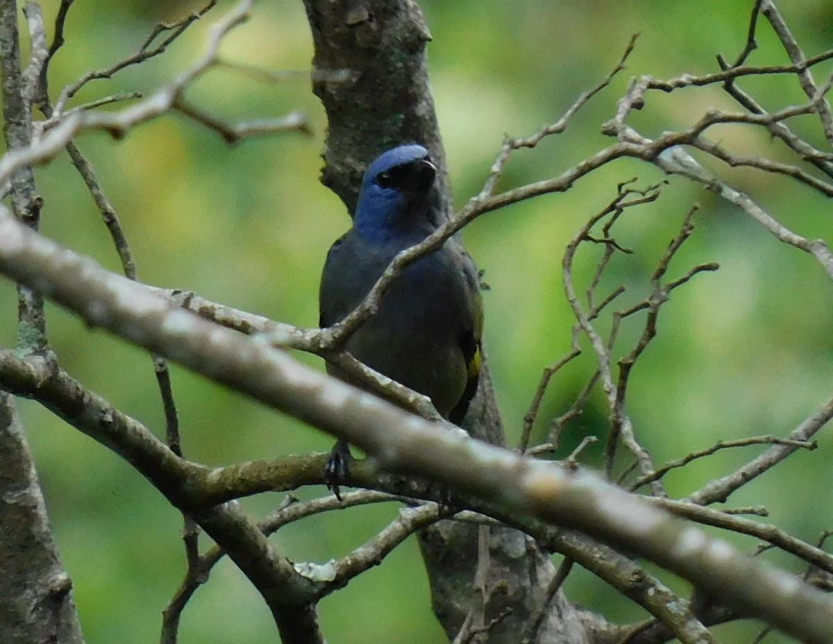 Yellow-winged Tanager - ML619973437