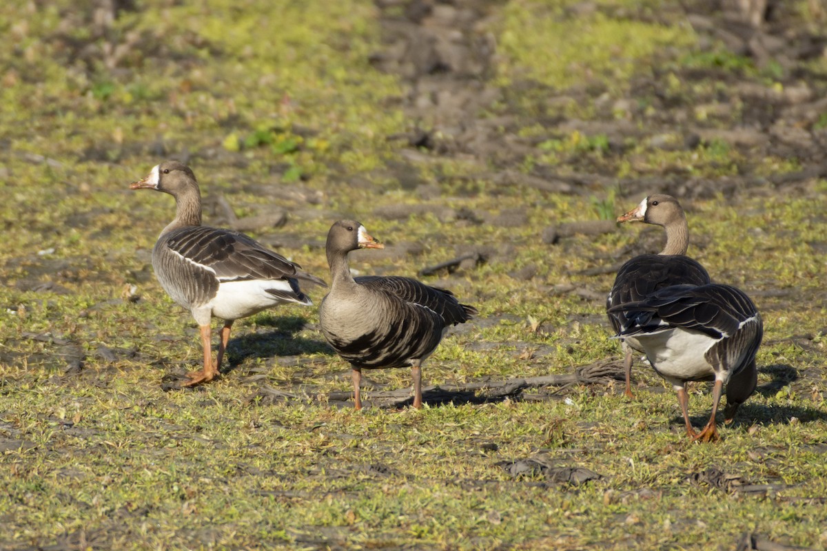 Greater White-fronted Goose - ML619973442