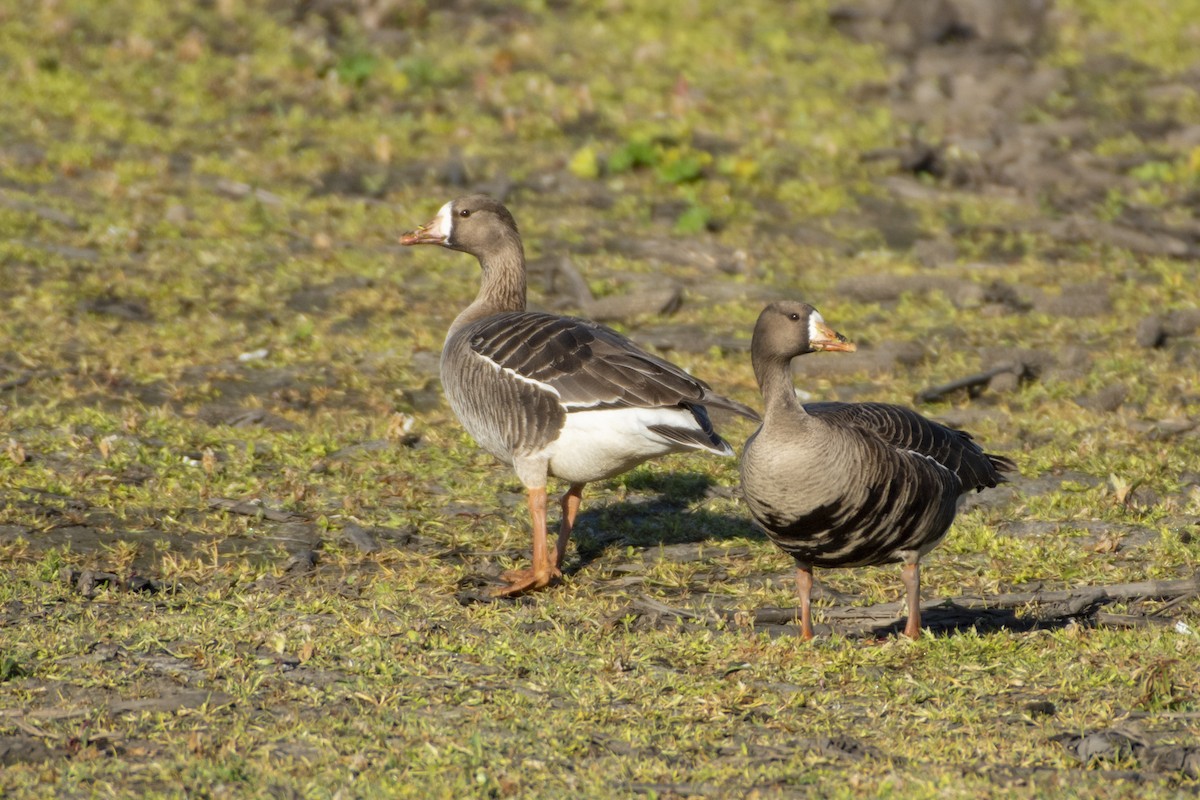 Greater White-fronted Goose - ML619973443