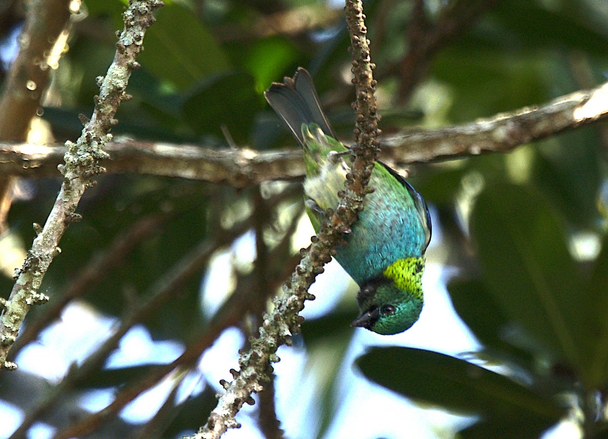 Green-headed Tanager - ML619973444