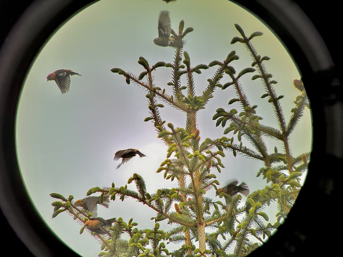 White-winged Crossbill - ML619973453