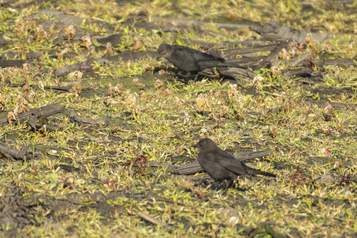 Red-winged Blackbird (California Bicolored) - ML619973454