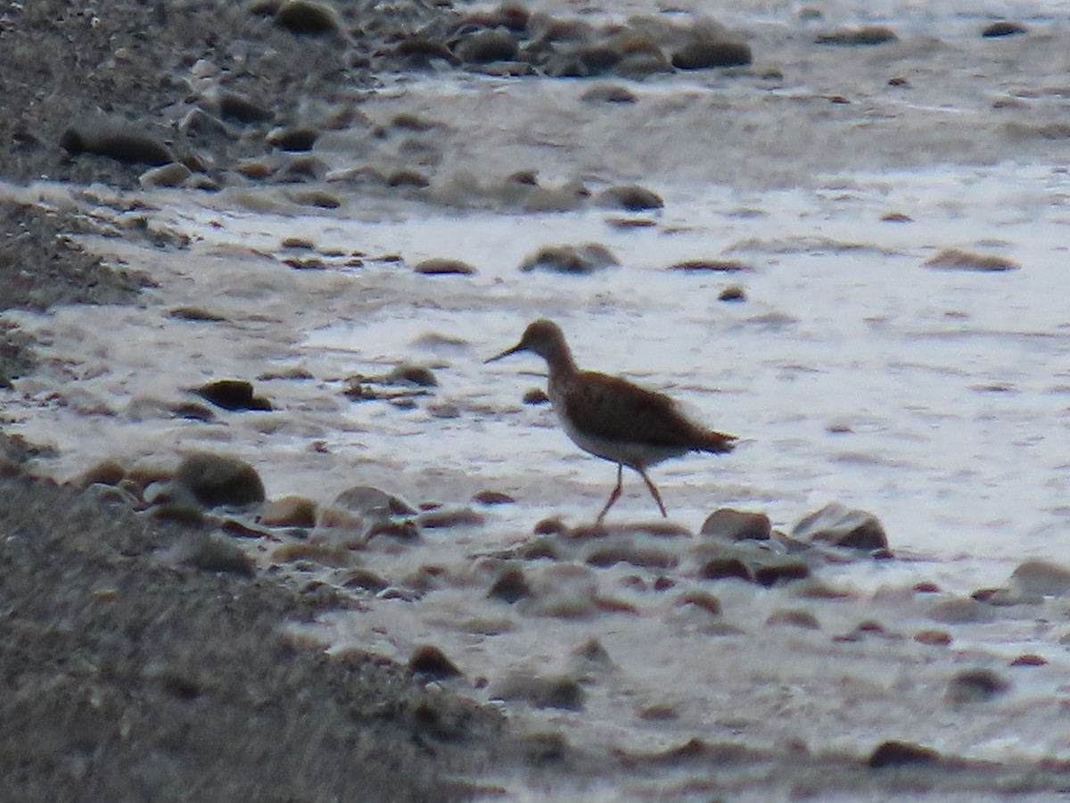 Lesser Yellowlegs - ML619973458