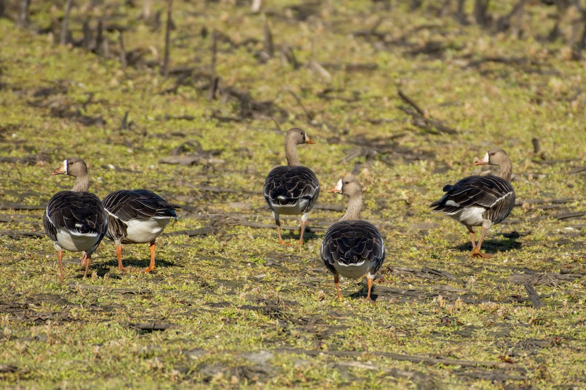 Greater White-fronted Goose - ML619973459