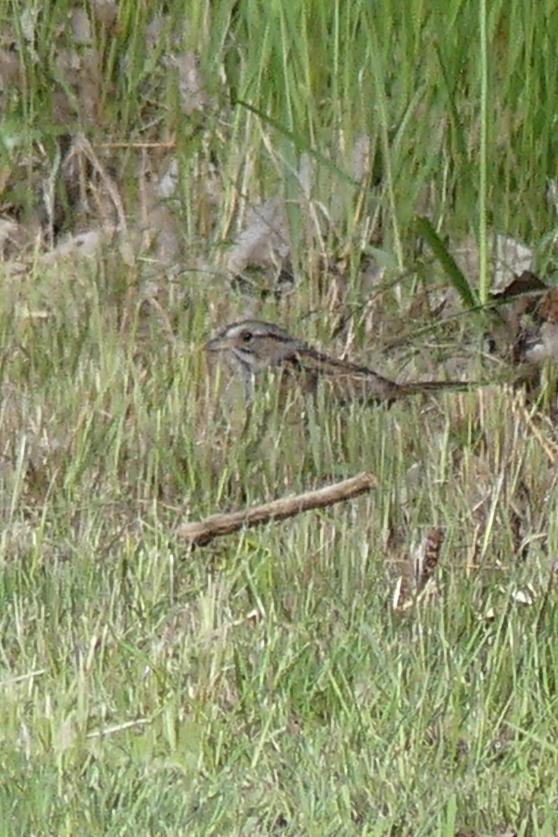 Swamp Sparrow - ML619973465
