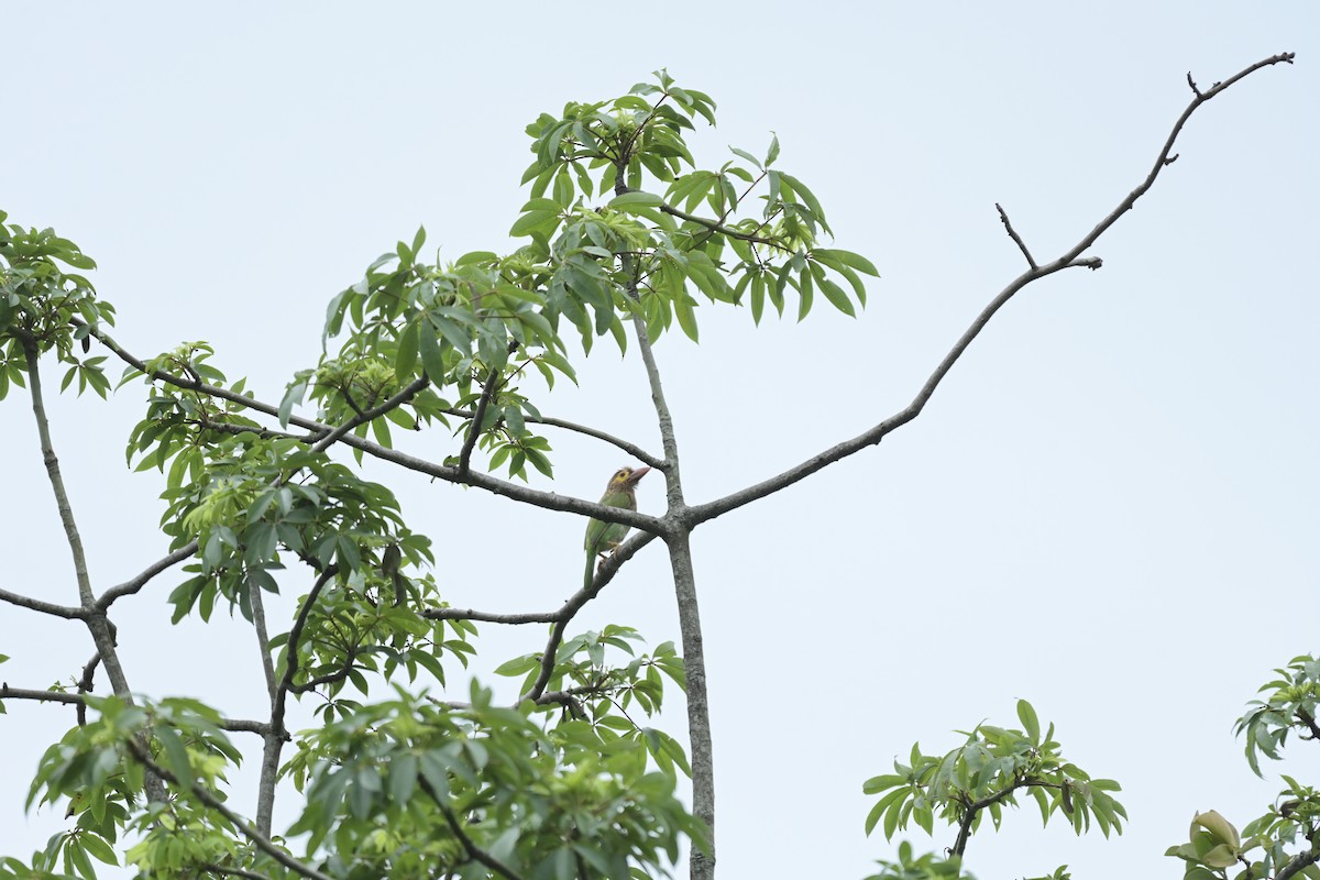 Brown-headed Barbet - ML619973469