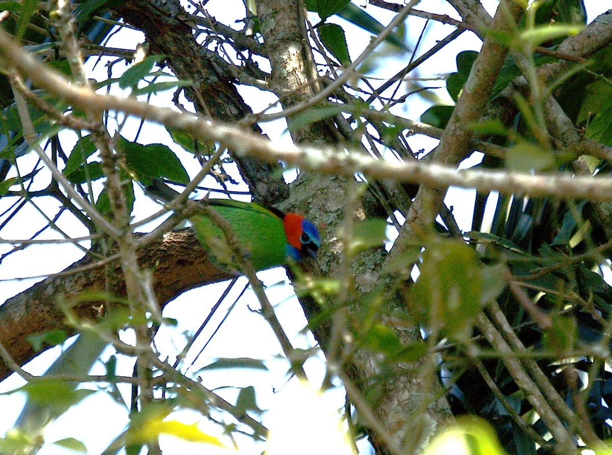 Red-necked Tanager - ML619973474
