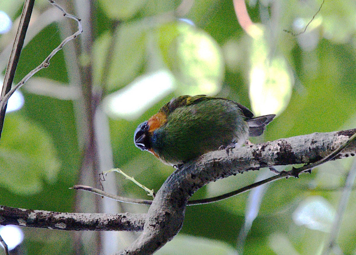 Red-necked Tanager - ML619973475