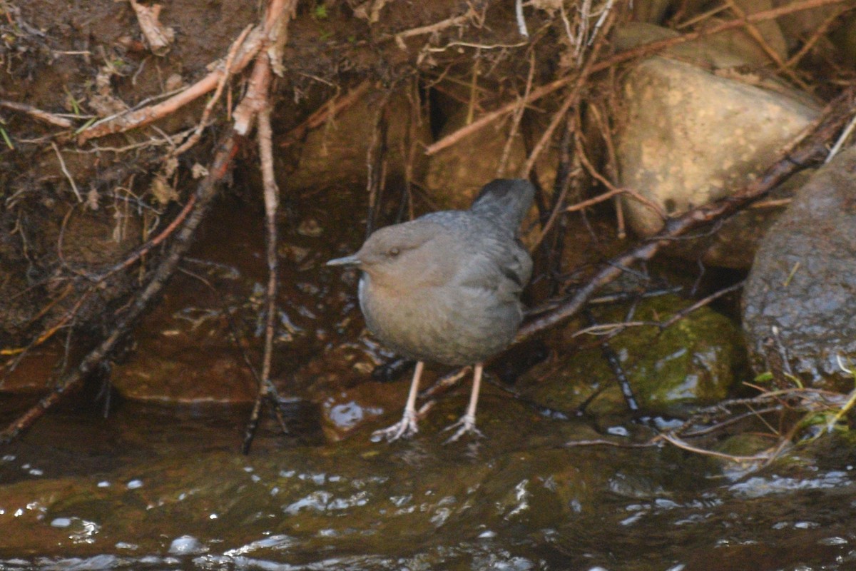 American Dipper (Northern) - ML619973509