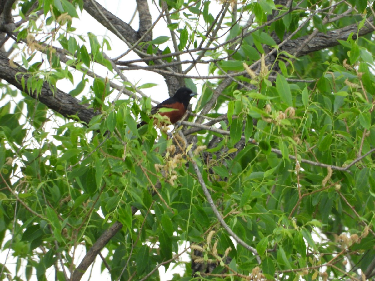 Orchard Oriole - ML619973516
