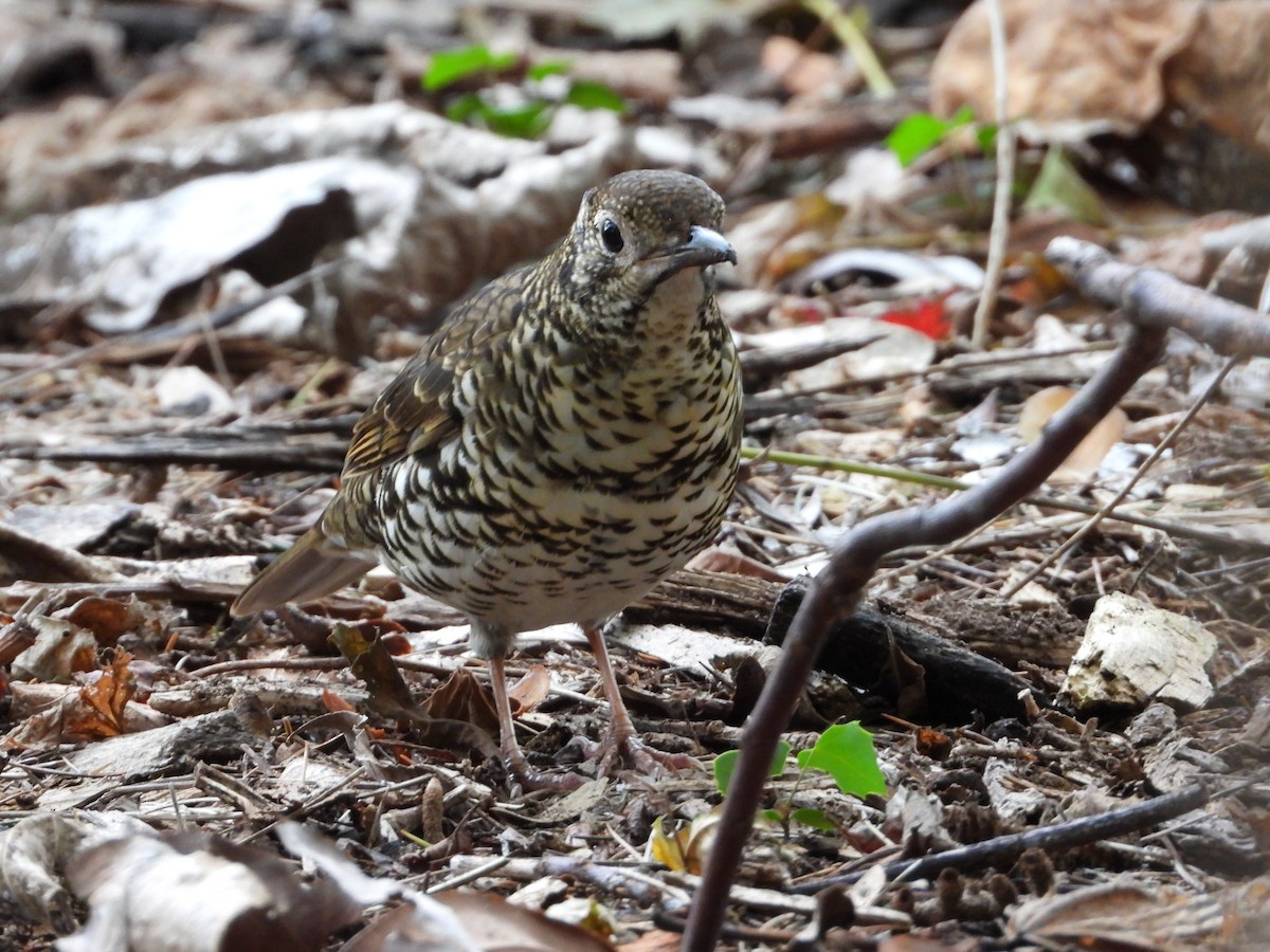 Bassian Thrush - ML619973537