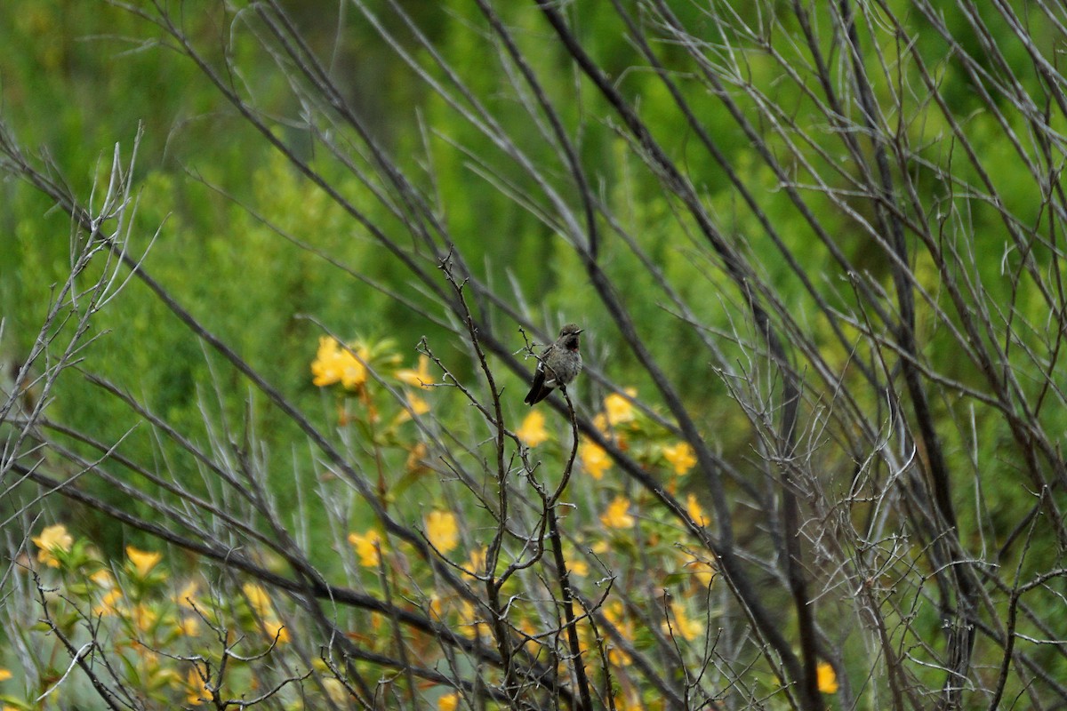 Anna's Hummingbird - ML619973551