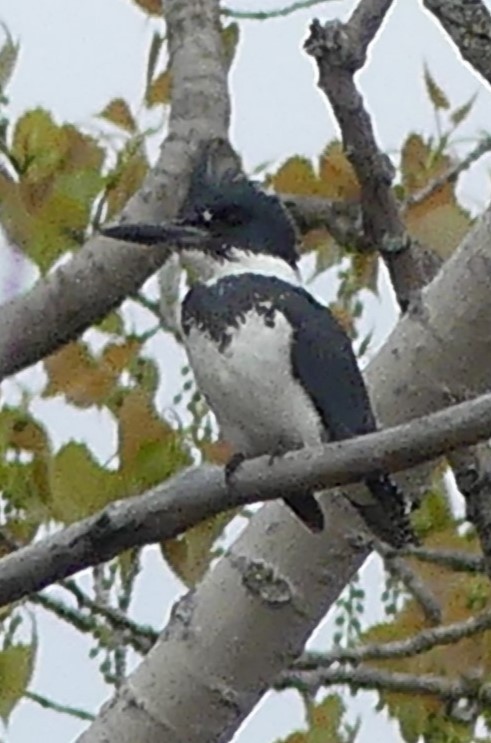 Belted Kingfisher - ML619973566