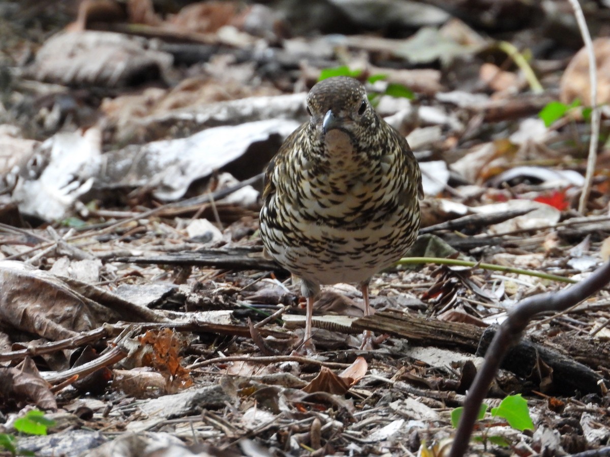 Bassian Thrush - ML619973576