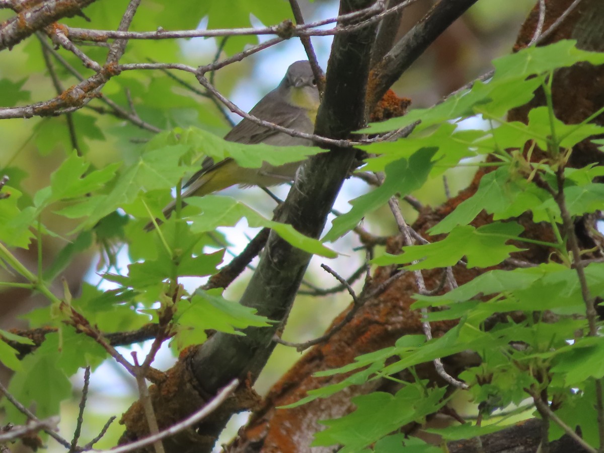 Virginia's Warbler - ML619973589