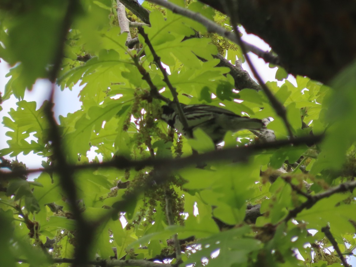 Black-throated Gray Warbler - ML619973598