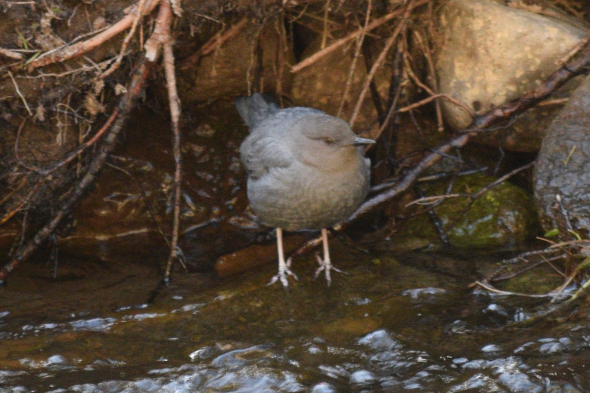 American Dipper (Northern) - ML619973599