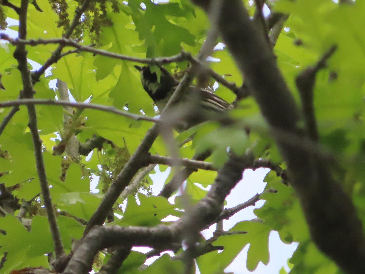 Black-throated Gray Warbler - ML619973600