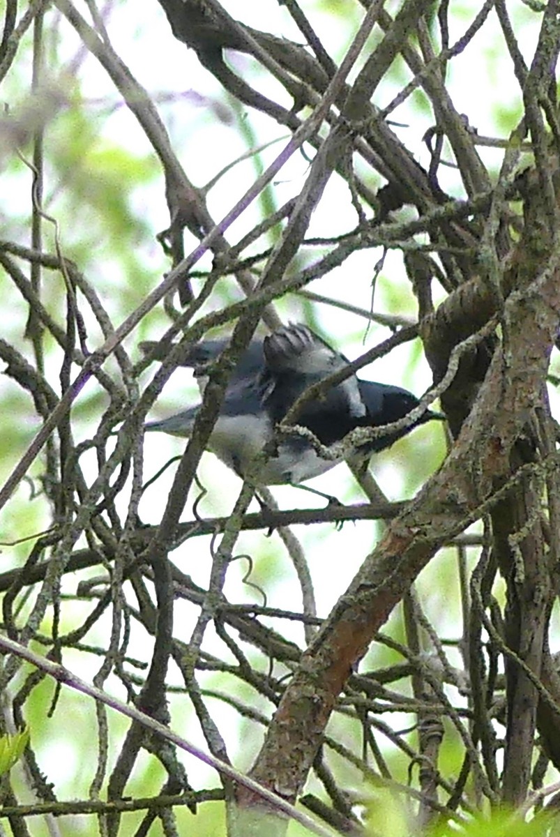 Black-throated Blue Warbler - ML619973601