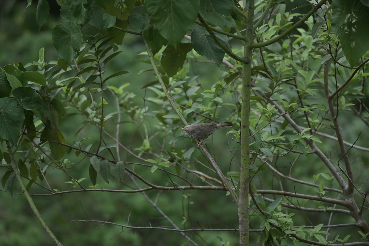 Yellow-billed Babbler - ML619973608