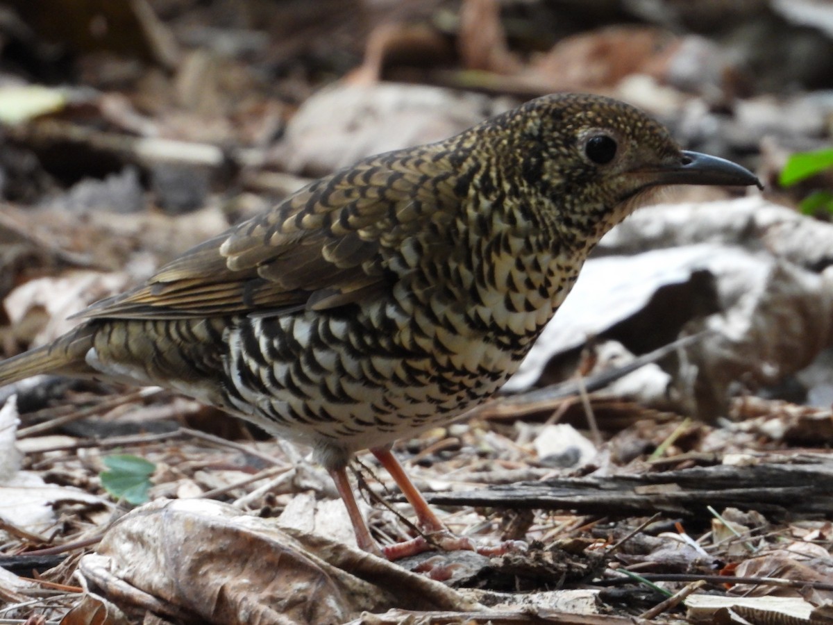 Bassian Thrush - ML619973610