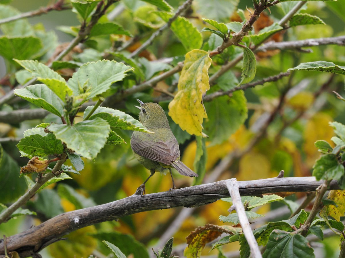 Orange-crowned Warbler (sordida) - Ira Blau