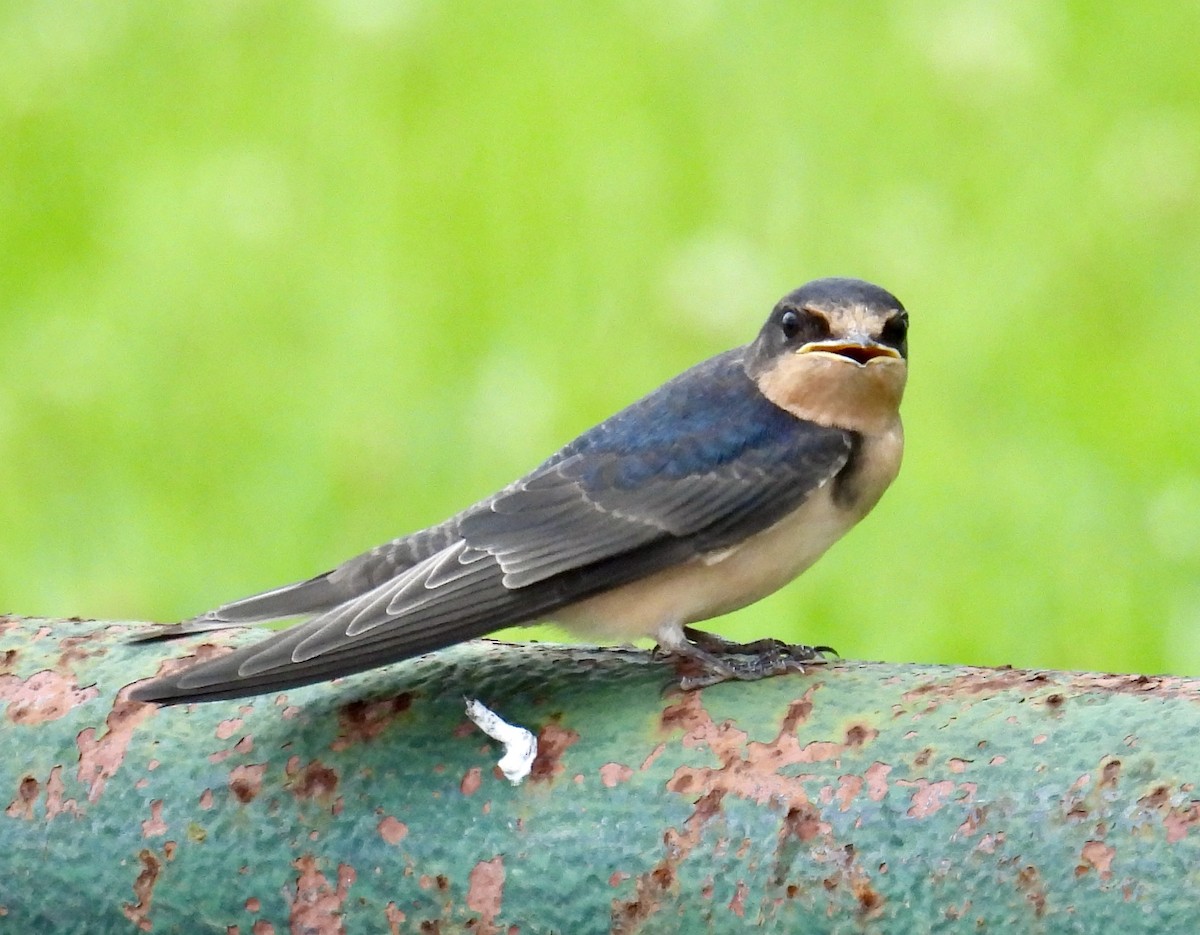 Barn Swallow - ML619973624
