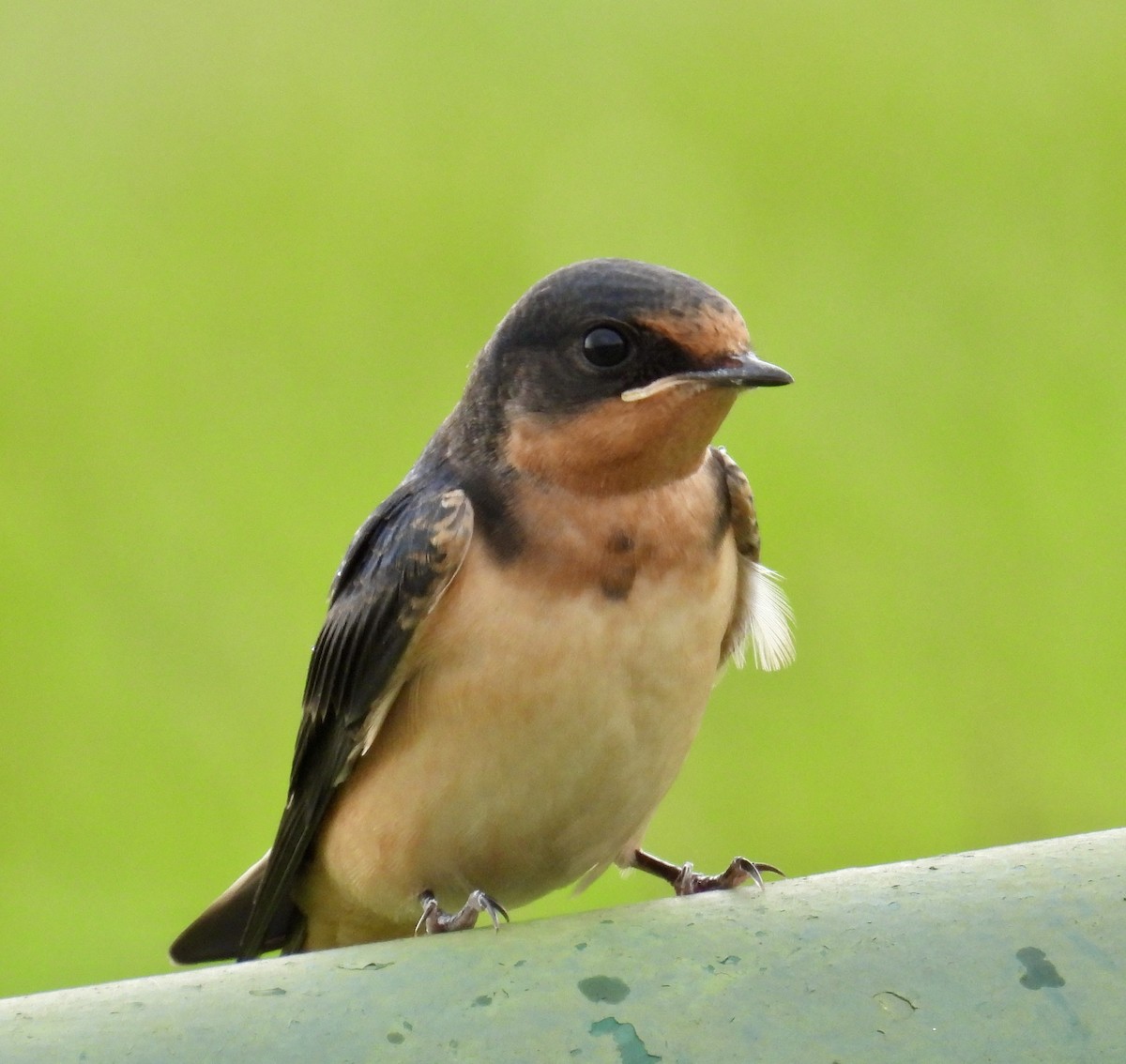 Barn Swallow - ML619973627