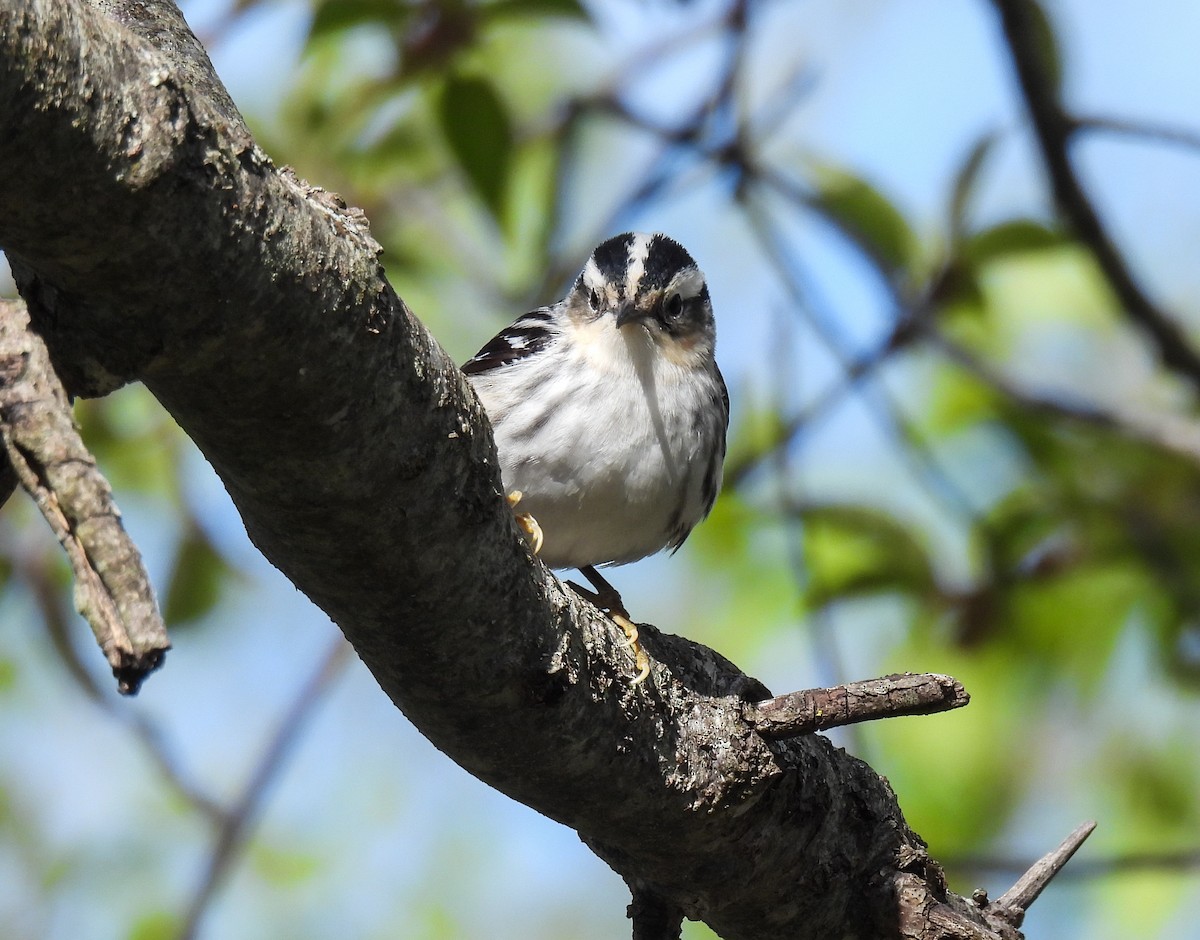 Black-and-white Warbler - ML619973633
