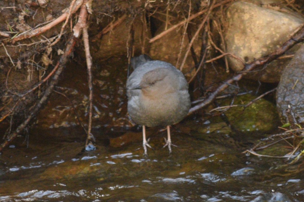 Grauwasseramsel [mexicanus-Gruppe] - ML619973634