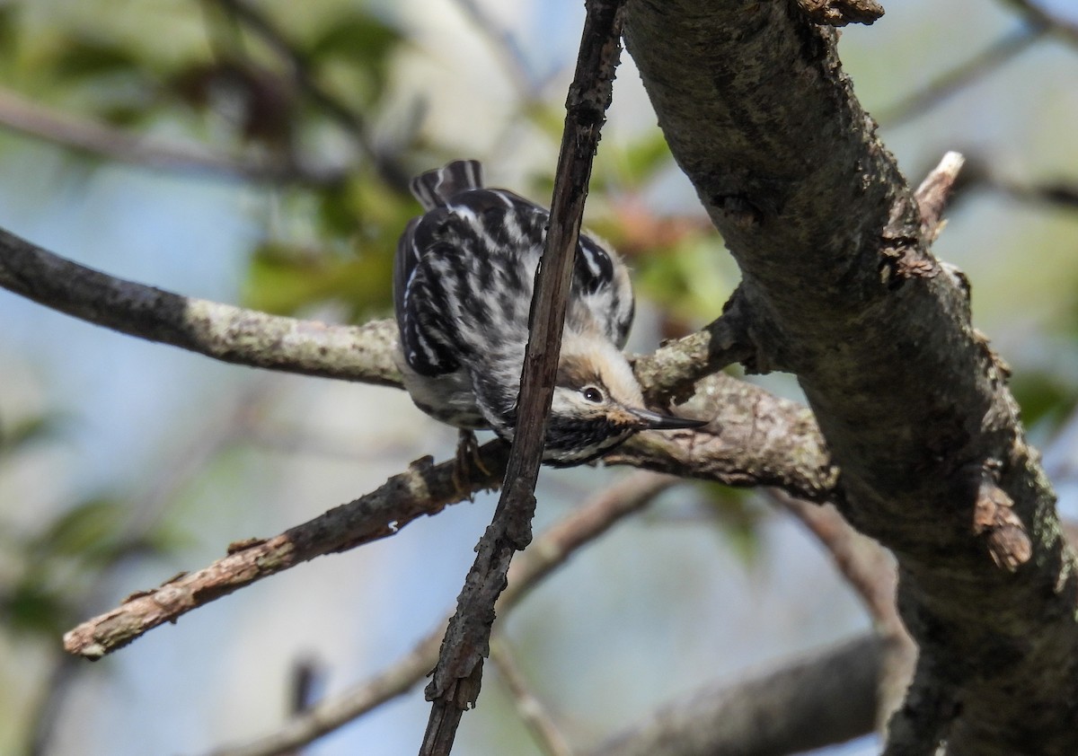 Black-and-white Warbler - ML619973635