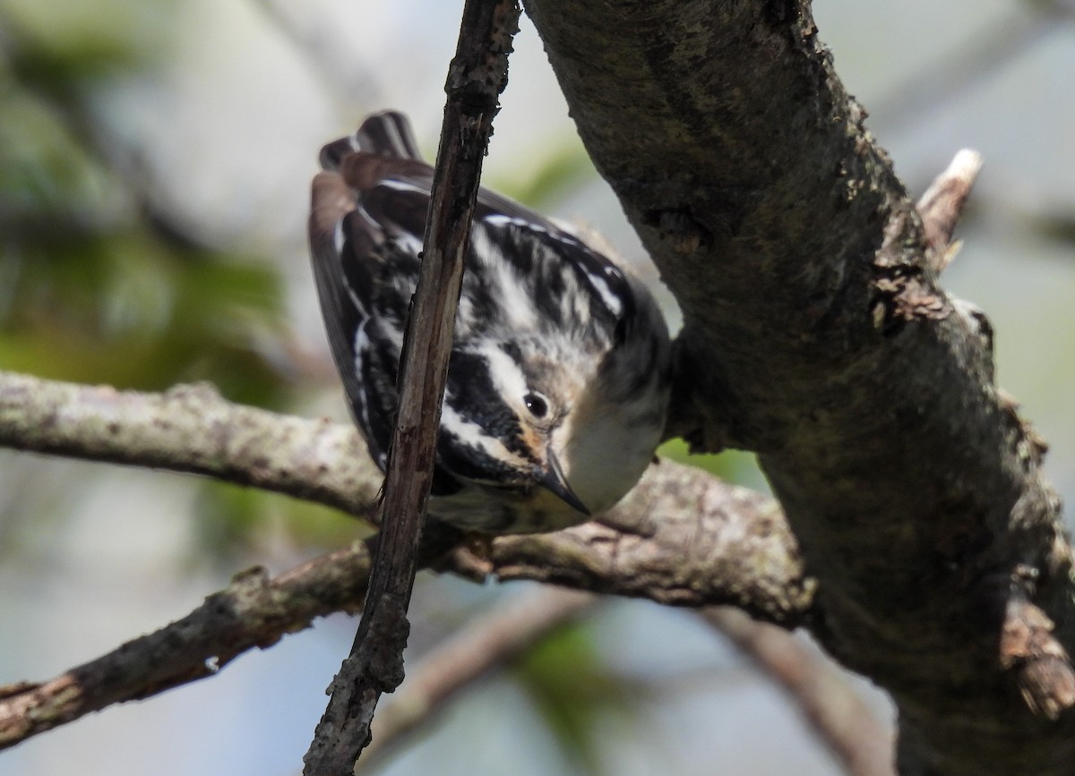 Black-and-white Warbler - ML619973636