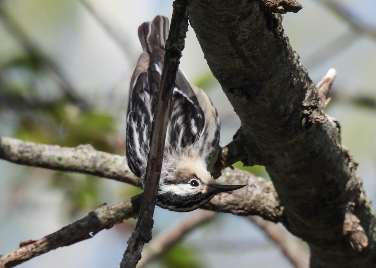 Black-and-white Warbler - ML619973637