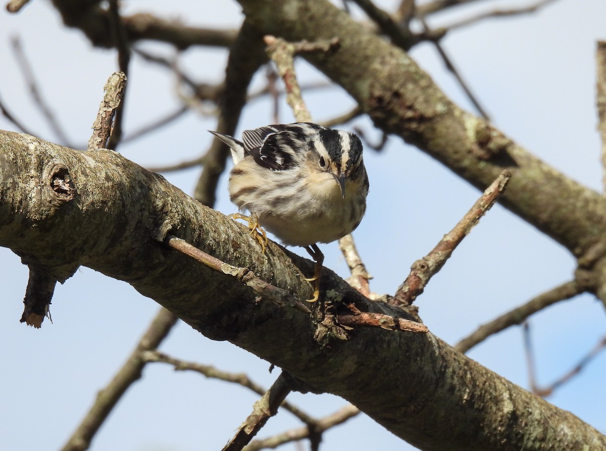 Black-and-white Warbler - ML619973638